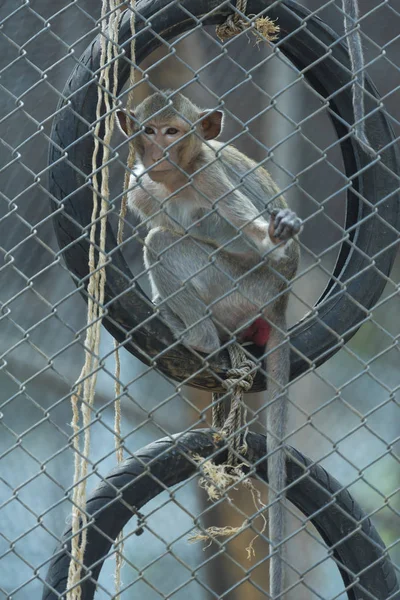 Kafeste Maymun Hayvanat Bahçesi — Stok fotoğraf