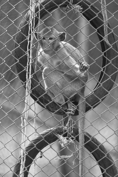 Photo Monkey Metal Grid Zoo — Photo