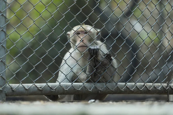 Monkey Cage Zoo — Stock Photo, Image