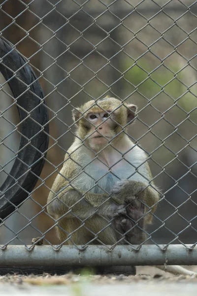 Photo Monkey Metal Grid Zoo — стоковое фото