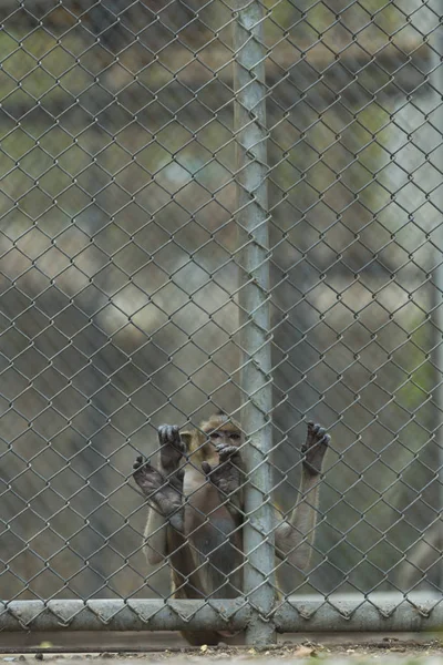 Singe Cage Zoo — Photo