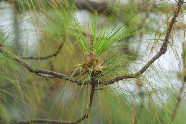 Khasiya Pine Tree Close — Stockfoto