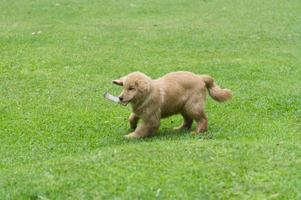 Golden Retriever Perro Corriendo Campo —  Fotos de Stock