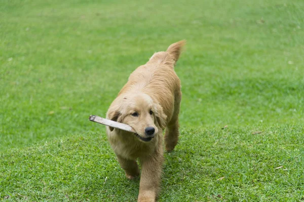 Anjing Golden Retriever Berlari Lapangan — Stok Foto