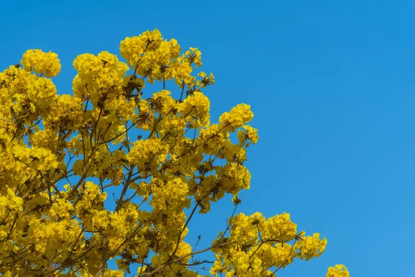 Żółte Kwiaty Kwitnąć Wiosną Tle Nieba — Zdjęcie stockowe