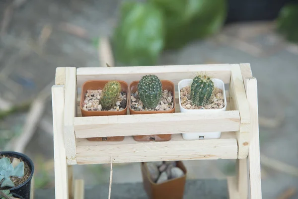 Kaktus Mit Holztisch — Stockfoto