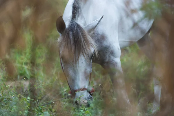 Pferd Auf Dem Feld — Stockfoto