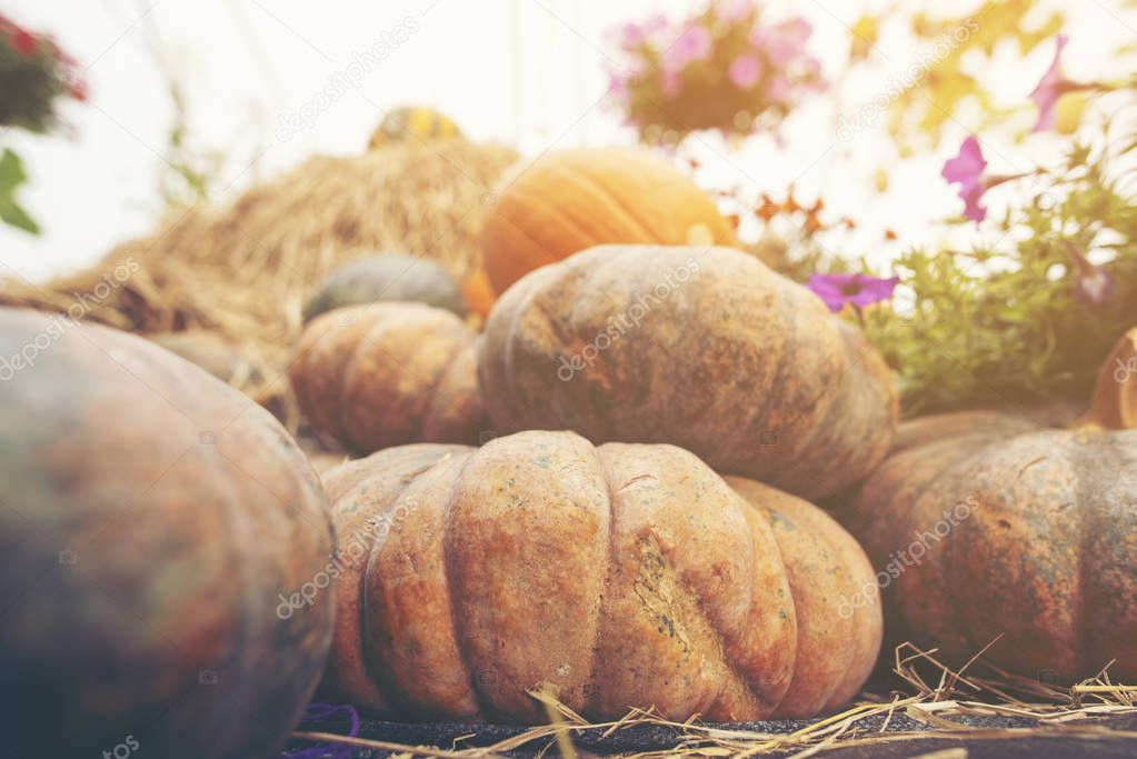 A giant pumpkin sits on the grass at a local produce farm. In th