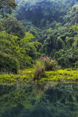 tropikal yağmur ormanlarında, Khao Yai Milli Parkı, Tayland doğal kaynak görünümü