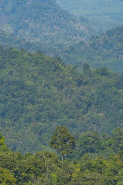 tropikal yağmur ormanlarında, Khao Yai Milli Parkı, Tayland doğal kaynak görünümü