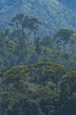 Tropikal orman ağacı, Tayland