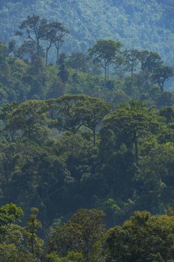 tropikal yağmur ormanlarında, Khao Yai Milli Parkı, Tayland doğal kaynak görünümü