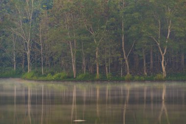 tropikal yağmur ormanlarında, Khao Yai Milli Parkı, Tayland doğal kaynak görünümü