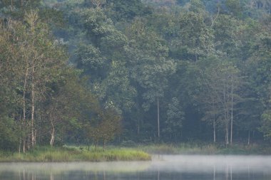 tropikal yağmur ormanlarında, Khao Yai Milli Parkı, Tayland doğal kaynak görünümü