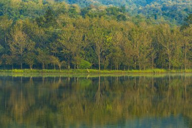 su gölü üzerinde tropikal orman yansıması peyzaj doğa