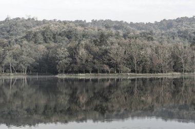 tropikal yağmur ormanlarında, Khao Yai Milli Parkı, Tayland doğal kaynak görünümü
