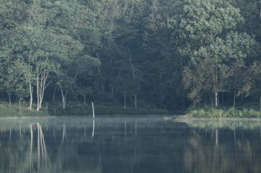 tropikal yağmur ormanlarında, Khao Yai Milli Parkı, Tayland doğal kaynak görünümü