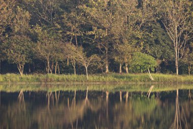 tropikal yağmur ormanlarında, Khao Yai Milli Parkı, Tayland doğal kaynak görünümü