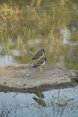 Kırmızı Wattled Lapwing, su gölünde su kuşu yansıması