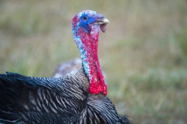 Parlak renkli hindinin yakın çekim görüntüsü .