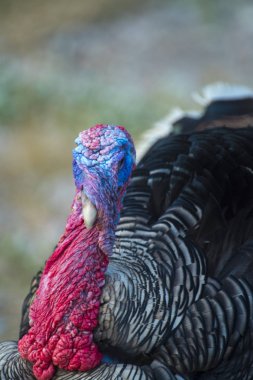 Wild Turkey (meleagris four allopavo)