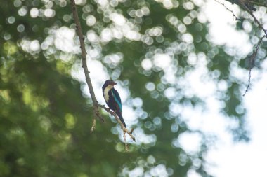 # Ağaç dalındaki balıkçı kuşu # Yaklaş