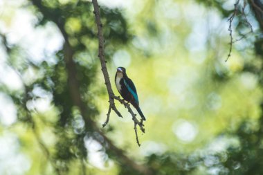 # Ağaç dalındaki balıkçı kuşu # Yaklaş