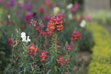 çiçek bahçesi Parkı