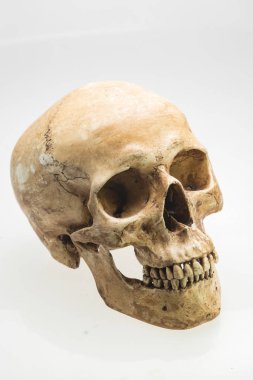 izole beyaz arka plan üzerinde insan kafatası modeli