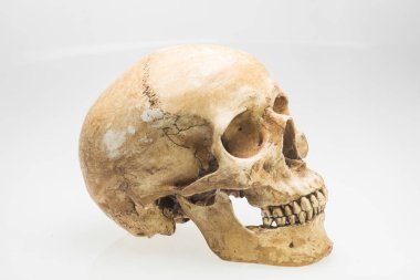 Beyaz arkaplanda insan kafatası