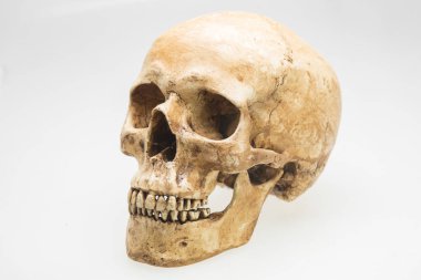 Beyaz arkaplanda insan kafatası