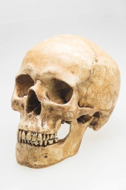 izole beyaz arka plan üzerinde insan kafatası modeli
