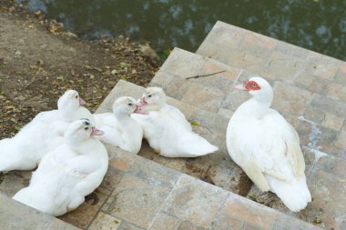 Suya yakın beyaz ördekler