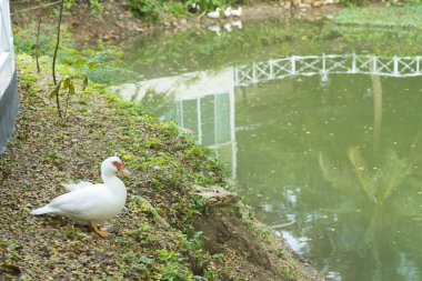 white duck near pond