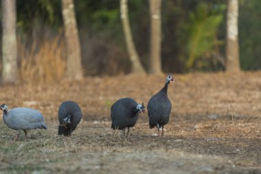 Miğferli Gine tavuğu