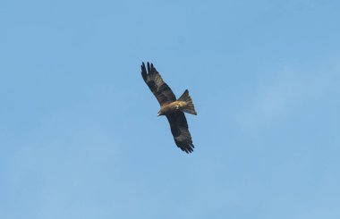 Kartal izole mavi gökyüzü uçan