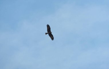 doğada kuş, Tayland