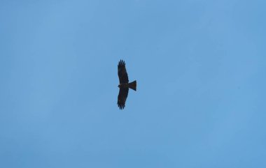 mavi gökyüzünde siyah şahin