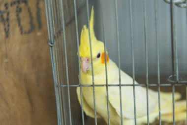 kafeste yalnız kuş