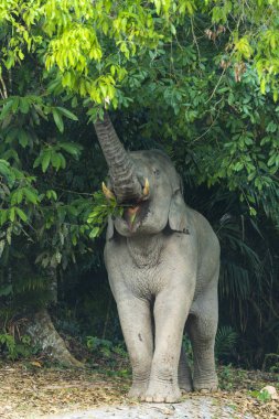 Asya filleri, Khao Yai Milli Parkı