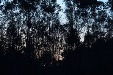 Güzel günbatımında ağaçlar