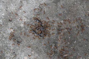 Ölü bir akrebi yiyen karıncalar