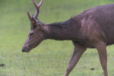 Khao Yai Milli Parkı, Dünya mirası sitesinde ormanda sambar geyik