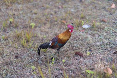 Tayland 'daki Khao Yai Ulusal Parkı' nda vahşi tavuk.