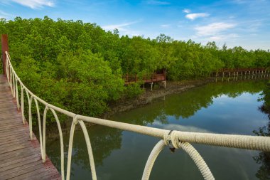 Mangrov ormanında doğa izi, Tayland