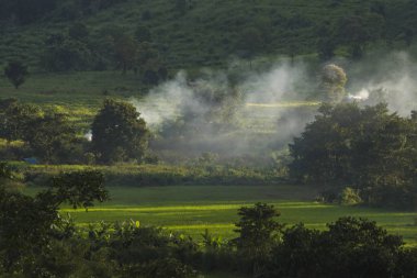 beautiful summer landscape in the forest with green grass