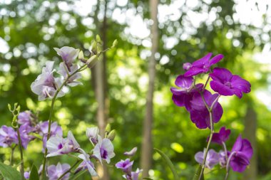 yeşil zemin üzerine güzel orkide