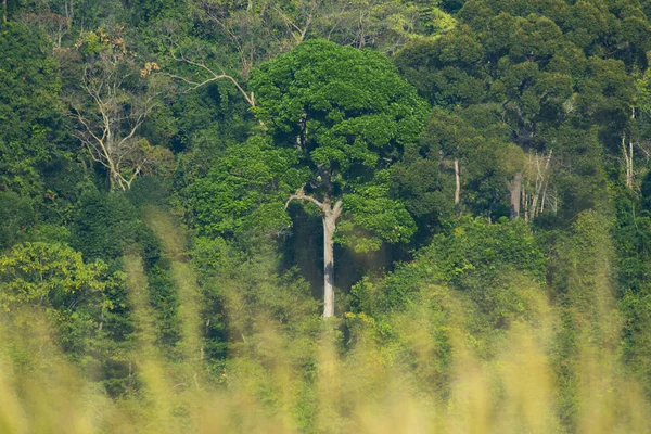 Вид Природные Ресурсы Тропических Лесах Национальный Парк Кхао Таиланд — стоковое фото