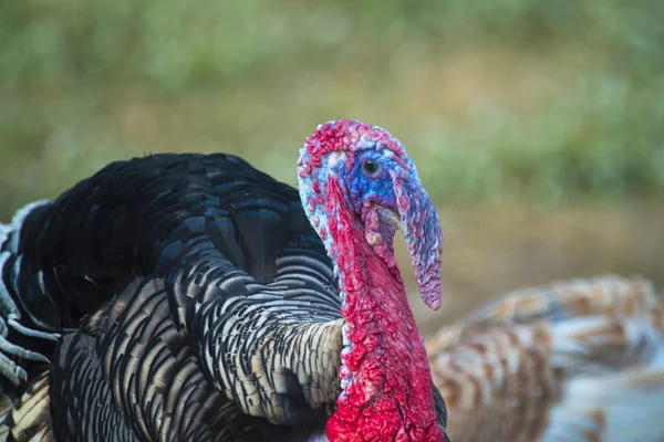 Pavo Salvaje Meleagris Gallopavo — Foto de Stock