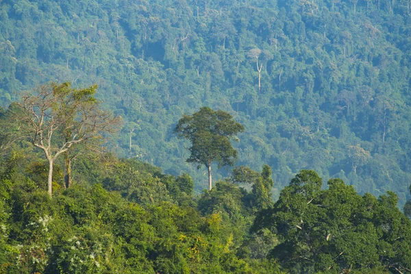 view of natural resource in tropical rain forest, Khao Yai National Park, Thailand